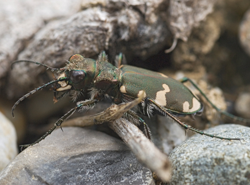 Cicindela silvicola